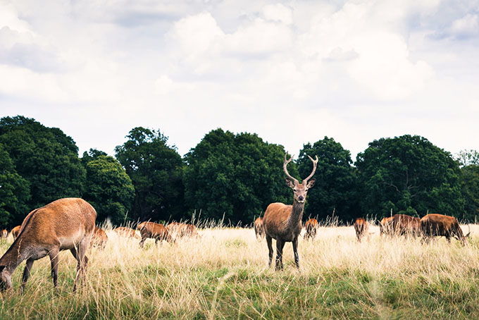 Richmond Park